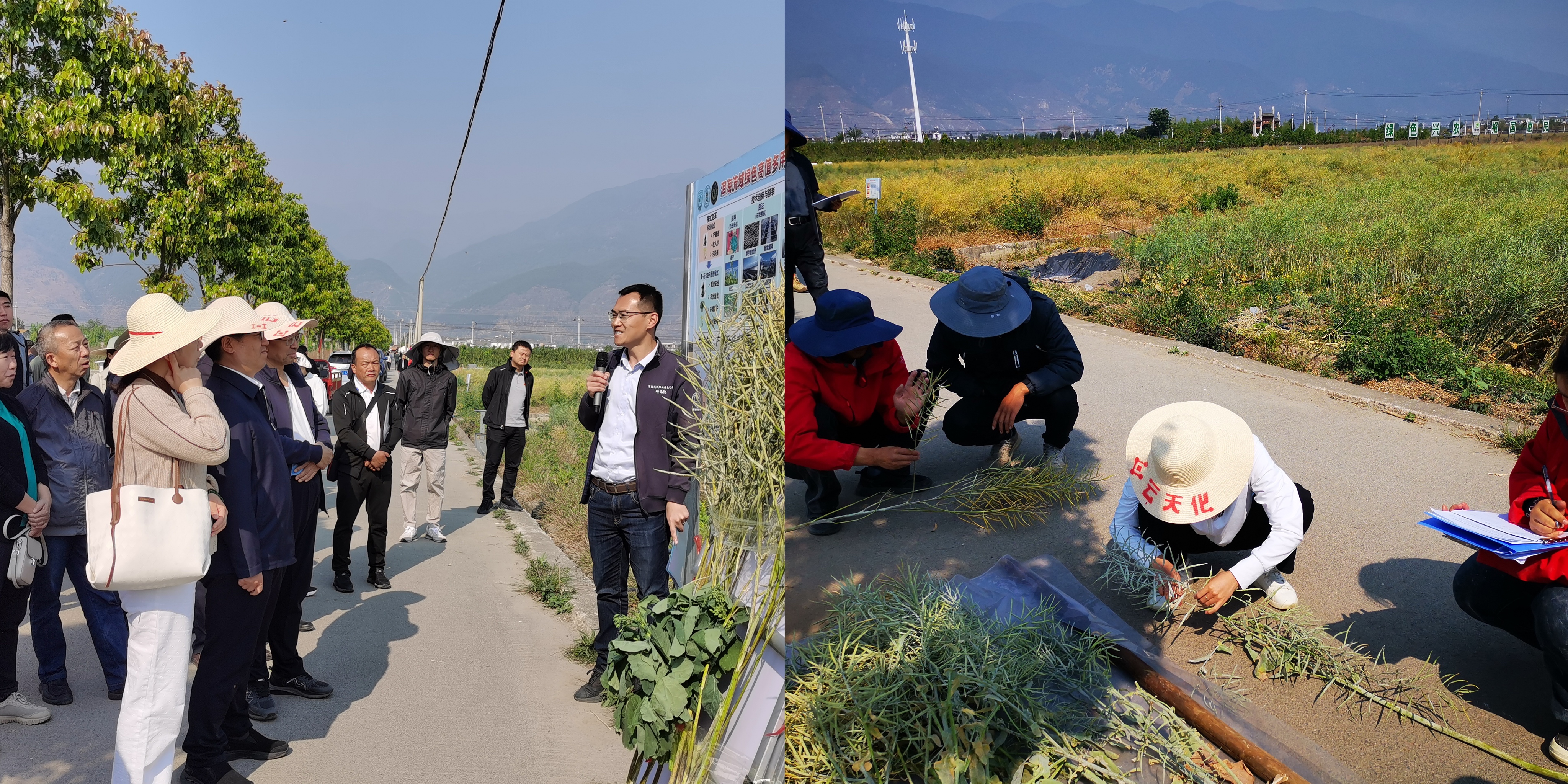 云天化—張福鎖院士工作站新型油菜綠色智能肥試驗(yàn)示范觀摩會(huì)成功舉辦
